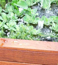 Patio Water Plants