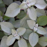 Plectranthus argentatus Silver Plectranthus