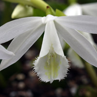 Pleione 'Formosana alba'