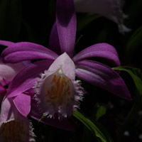 Pleione pricei. Terrestrial Orchid