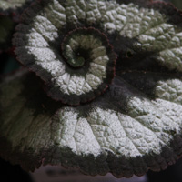 Rex Begonia Escargot