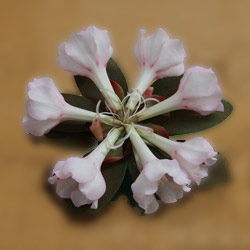 Rhododendron Konori