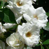 Rose Flower-iceberg