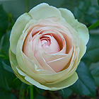 Rose Pierre de Ronsard