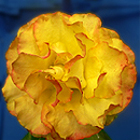 Rose Flower tequila sunset