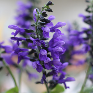 Savia Flower