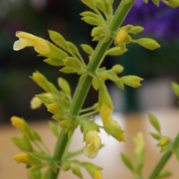 Salvia madrensis (Forsythia sage)