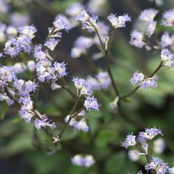 Sanicula caerulescens