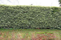 Fast Growing Privacy Hedge