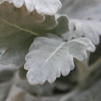Silver Foliage 'Dusty Miller'