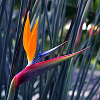 Strelitzia Flower