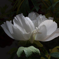 Tree-peony-Flower-'Hakugan'.