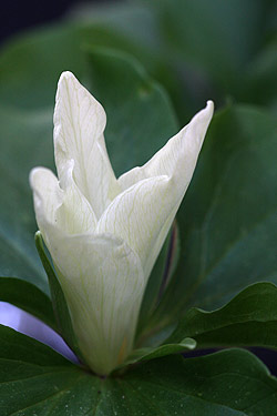 Trillium chloropetalum