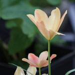 Species Tulip