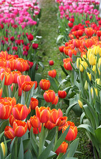 Tulip Flowers