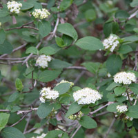 Viburnum Lantana Wandering Tree