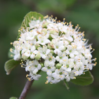 Viburnum Lantana Wandering Tree Flower Close Up