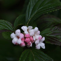 Viburnum bodnantense 'Dawn'