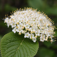 Viburnum dentatum