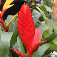 Vriesea Flower