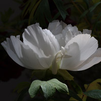White Flower Tree peony 'Hakugan'