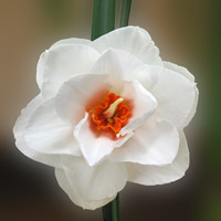 White flowered daffodil