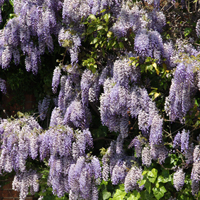 Wisteria Plant