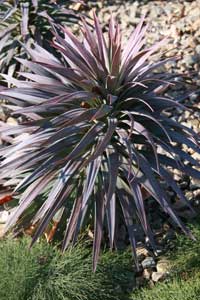 Yucca Plant