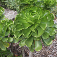 aeonium arboreum.