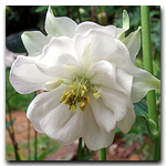 aquilegia