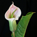 arisaema candidissimum