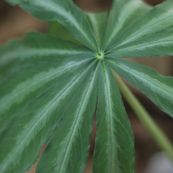 Silver Leaf form or Arisaema Consanguinium