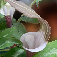 arisaema sikokianum