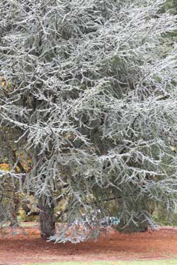 cedrus-atlantica-glauca-fastigiata