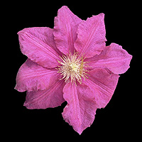 pink flowering hybrid clematis