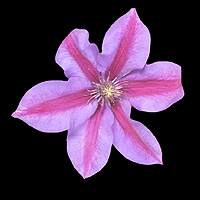 Pink and Mauve flowering clematis