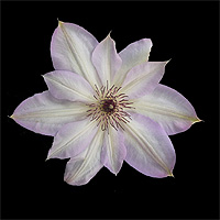 clematis white flowering
