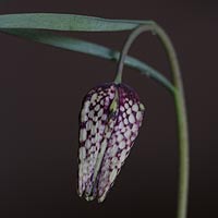 ritillaria-meleagaris-flower
