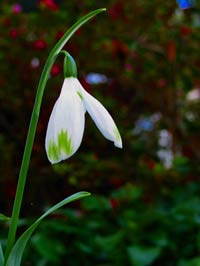 Galanthus or ;Snowdrop' Flower