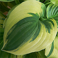 Hosta Plant Foliage