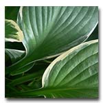shade loving hosta