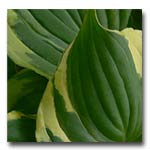 shade plant