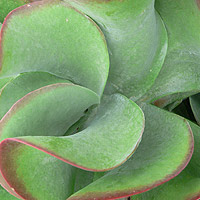 Kalanchoe
