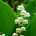 Lily of The Valley Flower