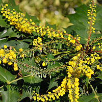 mahonia flower