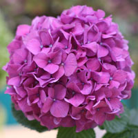 Hydrangea flower