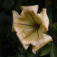Solandra maxima