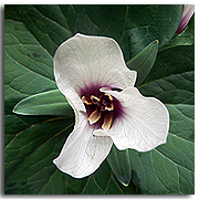 Shade plant Trillium