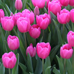 Tulip Flowers and Bulbs