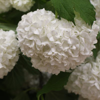viburnum macrocephalum